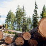 Вырубка трёх десятков деревьев обошлась жителю Дубровки в условный срок и полмиллиона штрафа