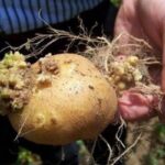 На Брянщине обнаружен рак картофеля и объявлен карантин в Жирятинском районе